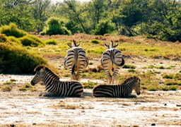 Nature Symmetry Ike Moriz Photography Cape Town South Africa Art